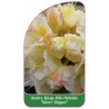 azalea-silver-slipper-b1