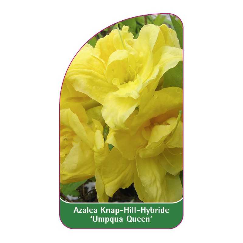 azalea-umpqua-queen-1