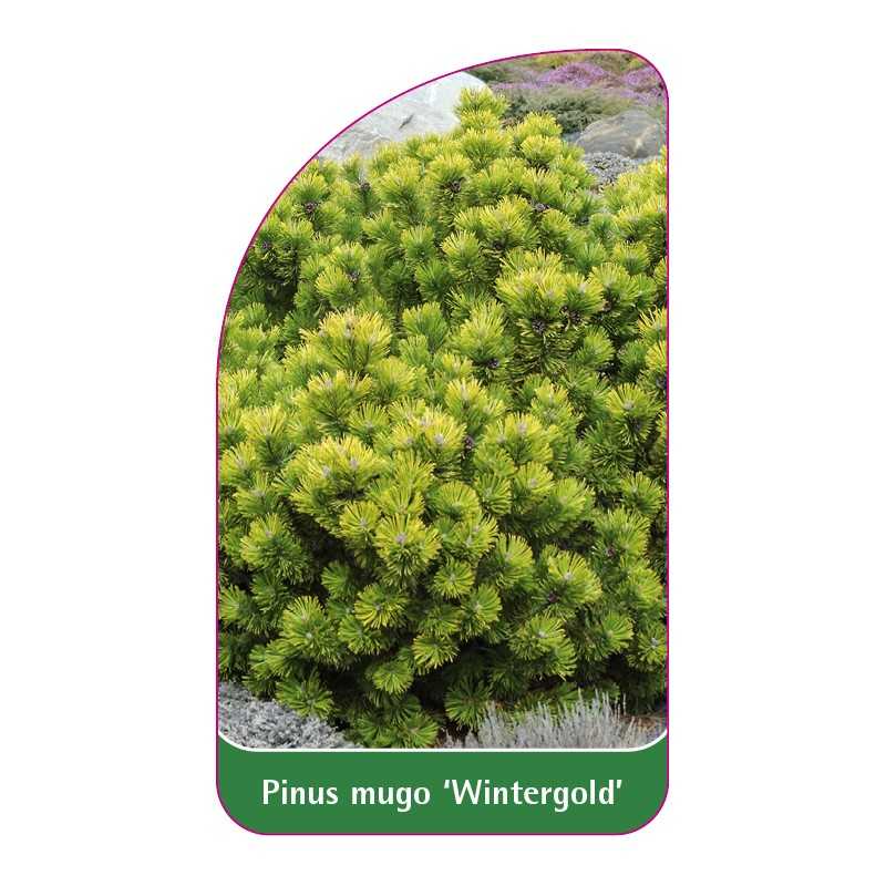 pinus-mugo-wintergold-1