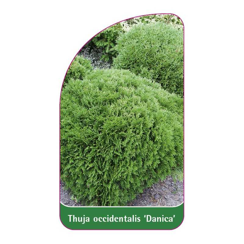 thuja-occidentalis-danica-1