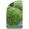 thuja-occidentalis-danica-1