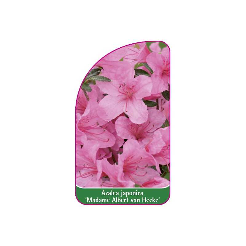 azalea-japonica-madame-albert-van-hecke-b1