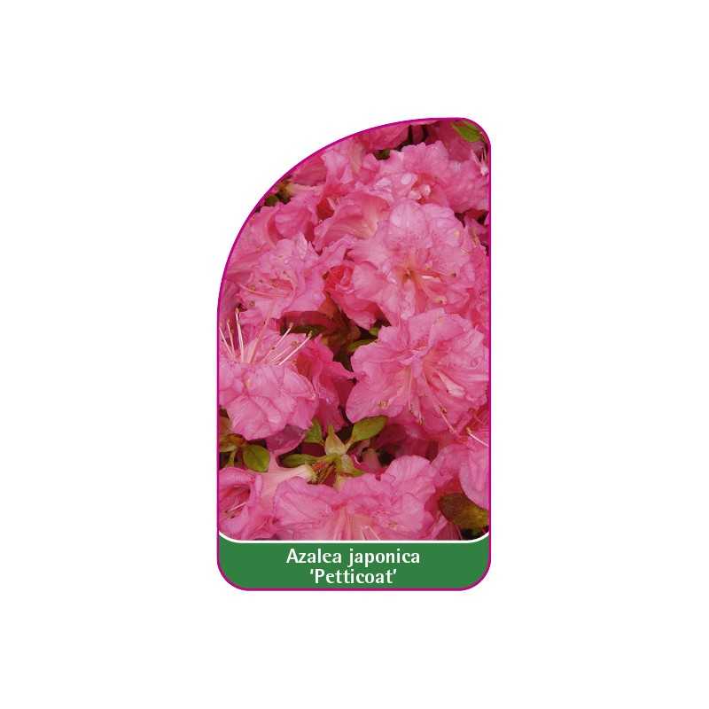 azalea-japonica-petticoat-1