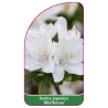 azalea-japonica-albiflorum-1