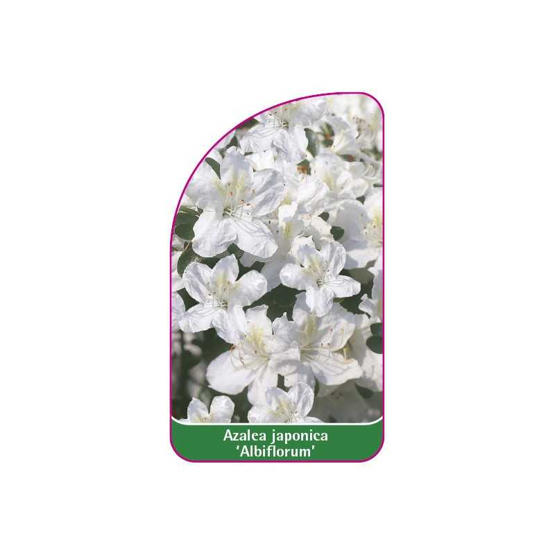 azalea-japonica-albiflorum-b1