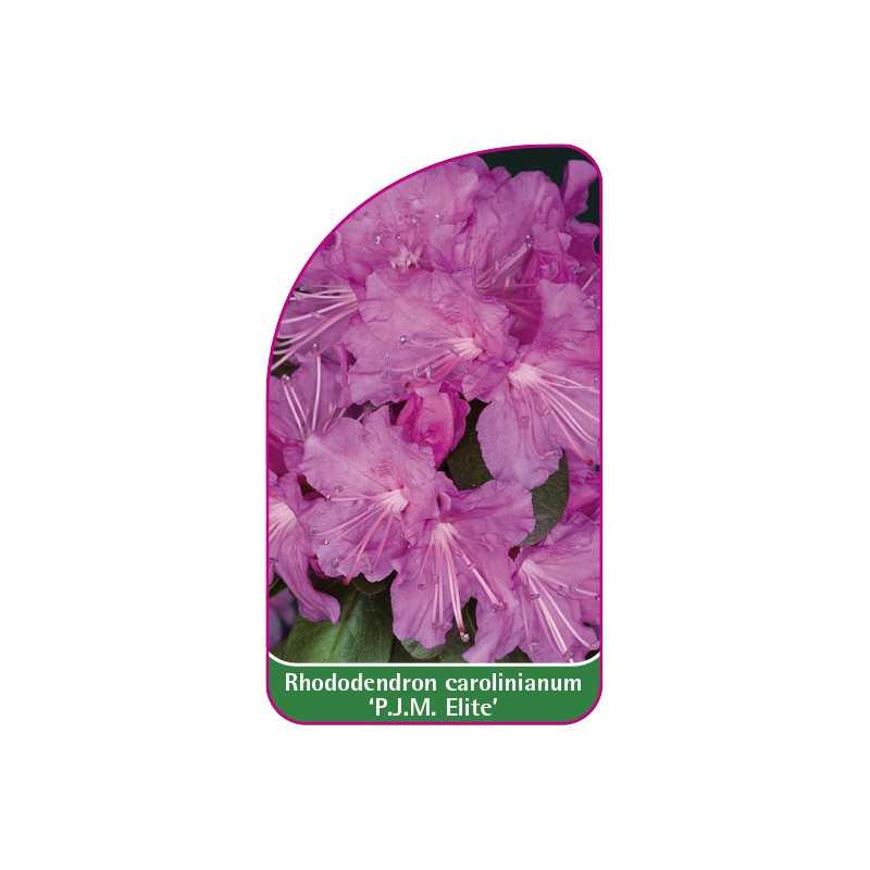 rhododendron-carolinianum-pjm-elite-mini1