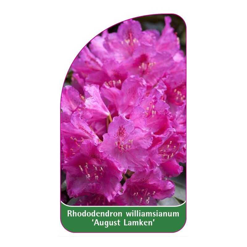 rhododendron-williamsianum-august-lamken-1