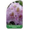 rhododendron-arkadius-1