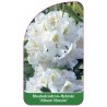 rhododendron-album-novum-1