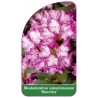 rhododendron-yakushimanum-blurettia-b1