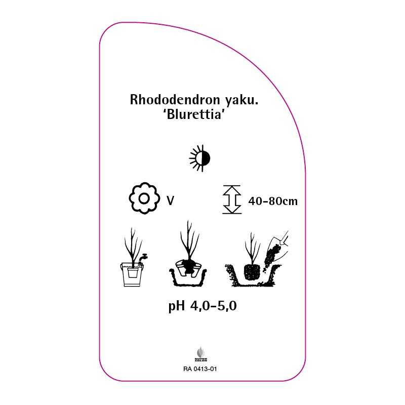 rhododendron-yakushimanum-blurettia-b0