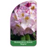 rhododendron-brigitte-1