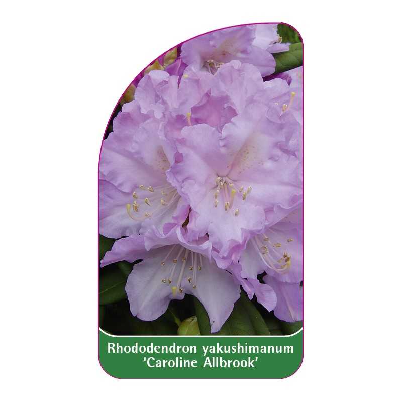 rhododendron-yakushimanum-caroline-allbrook-1