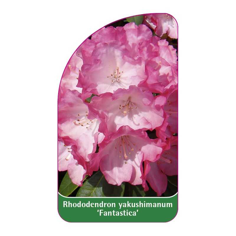 rhododendron-yakushimanum-fantastica-b1