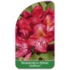 rhododendron-junifeuer-1