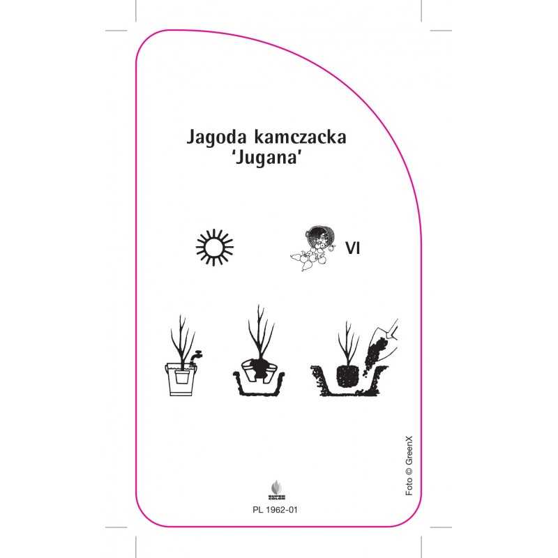 jagoda-kamczacka-jugana-0