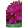 rhododendron-old-port-1