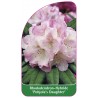 rhododendron-pohjola-s-daughter-1