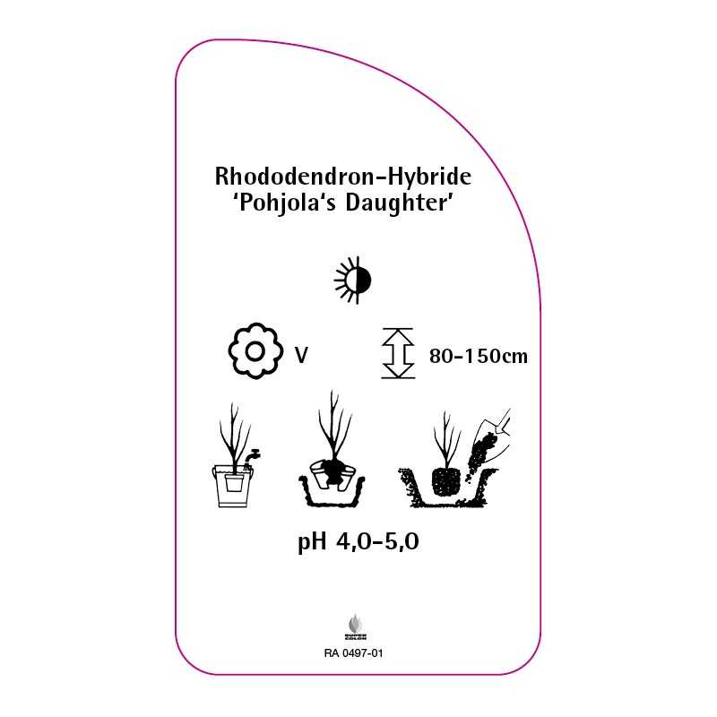 rhododendron-pohjola-s-daughter-0