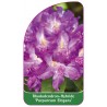 rhododendron-purpureum-elegans-1