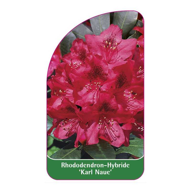 rhododendron-karl-naue-1