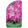 rhododendron-sternzauber-1