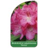 rhododendron-yakushimanum-sneezy-1