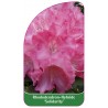 rhododendron-solidarity-1