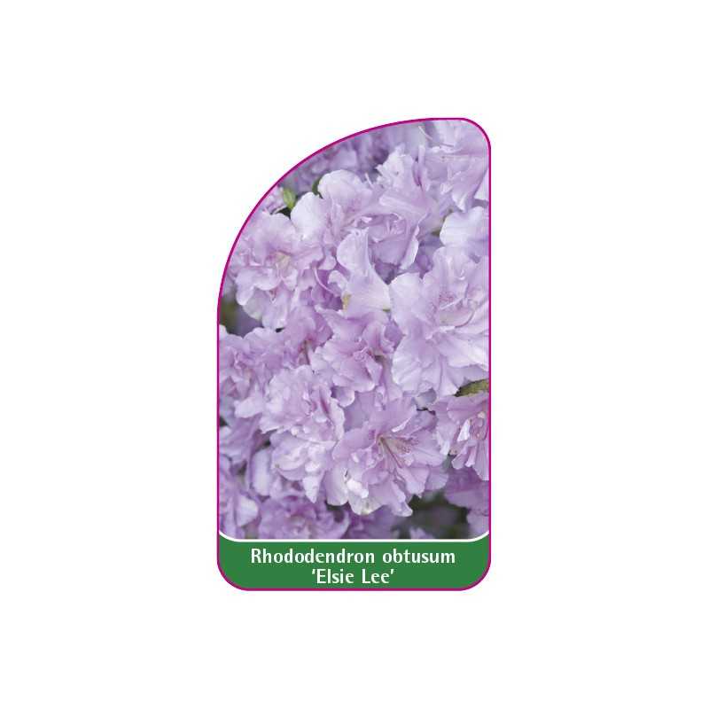 rhododendron-obtusum-elsie-lee-1