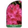 azalea-japonica-allotria-b1