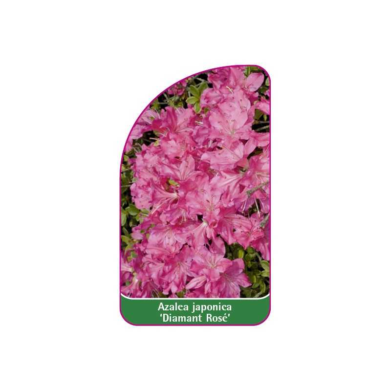 azalea-japonica-diamant-rose-b1