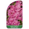 azalea-japonica-diamant-rose-b1