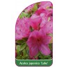 azalea-japonica-labe-1