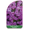 azalea-japonica-rosebud-b1