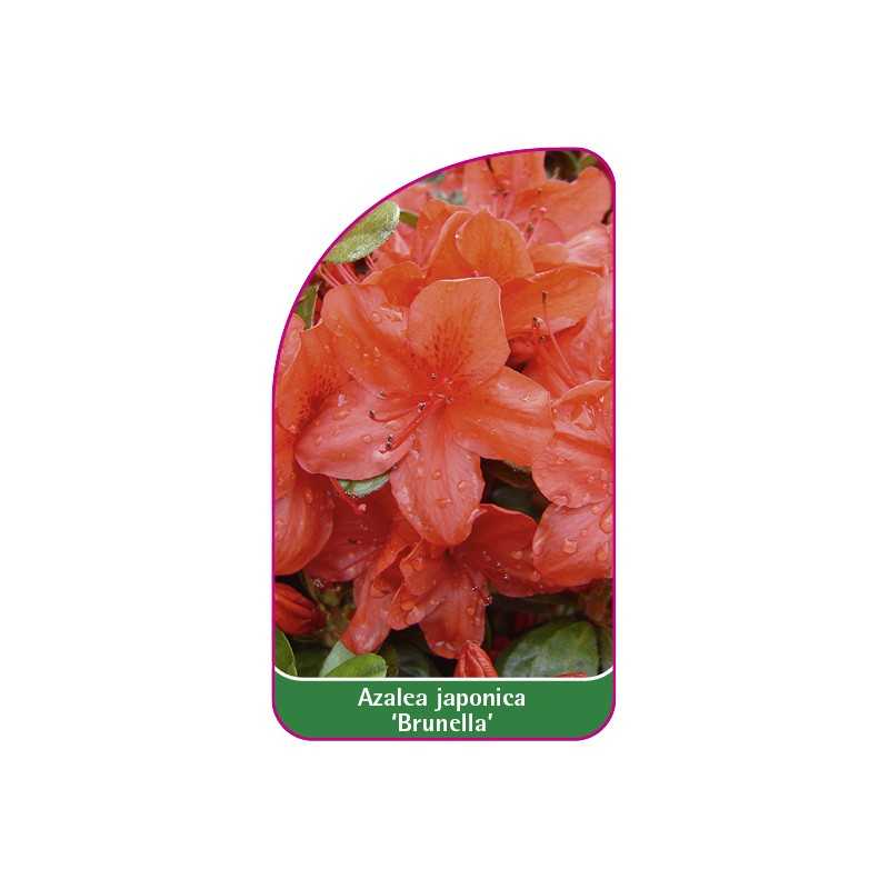 azalea-japonica-brunella-1