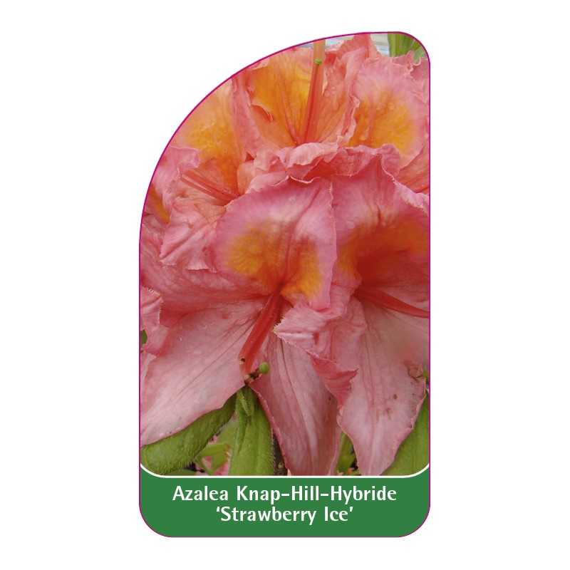 azalea-strawberry-ice-1