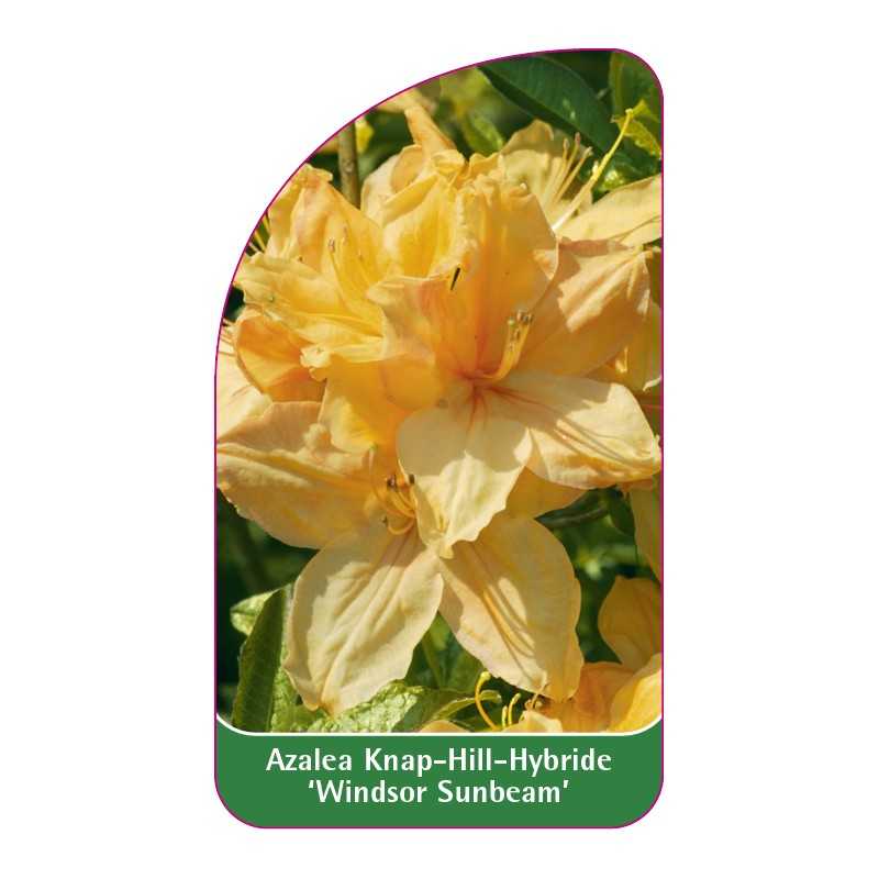 azalea-windsor-sunbeam-1