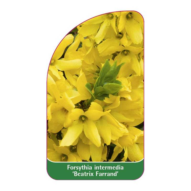 forsythia-intermedia-beatrix-farrand-1