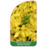 forsythia-intermedia-beatrix-farrand-1