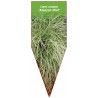 carex-comans-amazon-mist-1