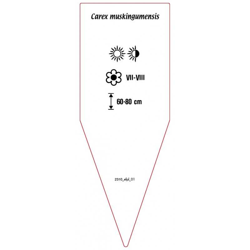 carex-muskingumensis0