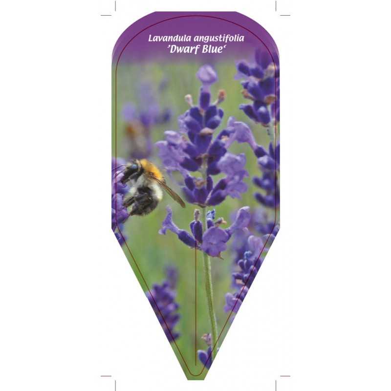 lavandula-angustifolia-dwarf-blue-1