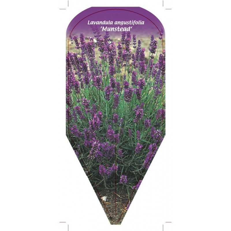 lavandula-angustifolia-munstead-1