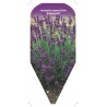 lavandula-angustifolia-munstead-1