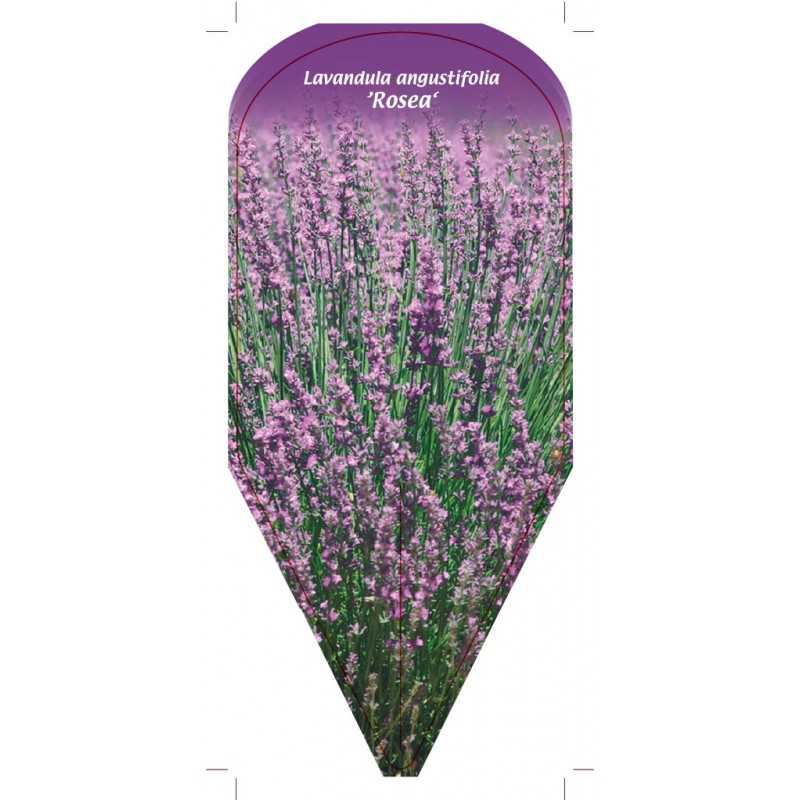 lavandula-angustifolia-rosea-1