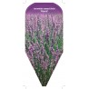 lavandula-angustifolia-rosea-1