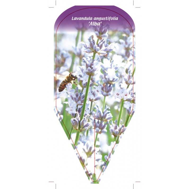 lavandula-angustifolia-alba-1