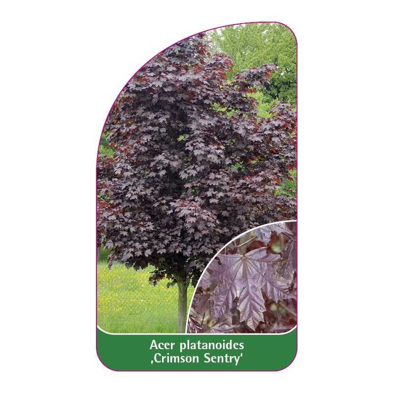 acer-platanoides-crimson-sentry-c1