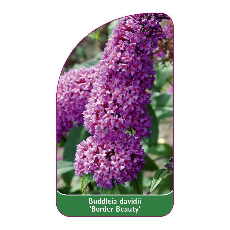 buddleia-davidii-border-beauty-1