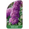 buddleia-davidii-border-beauty-1